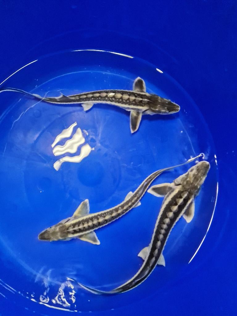 Diamant steur, Dieren en Toebehoren, Vissen | Vijvervissen, Steur