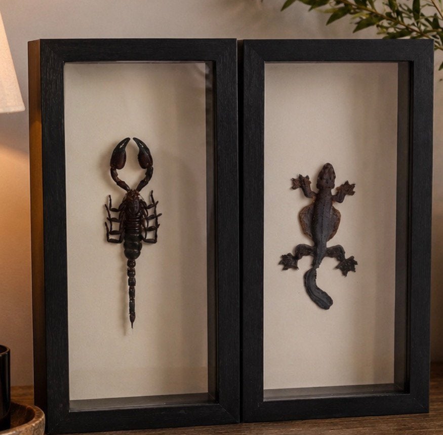 Opgezette schorpioem en salamander, Verzamelen, Dierenverzamelingen, Verzenden, Reptiel of Amfibie, Opgezet dier
