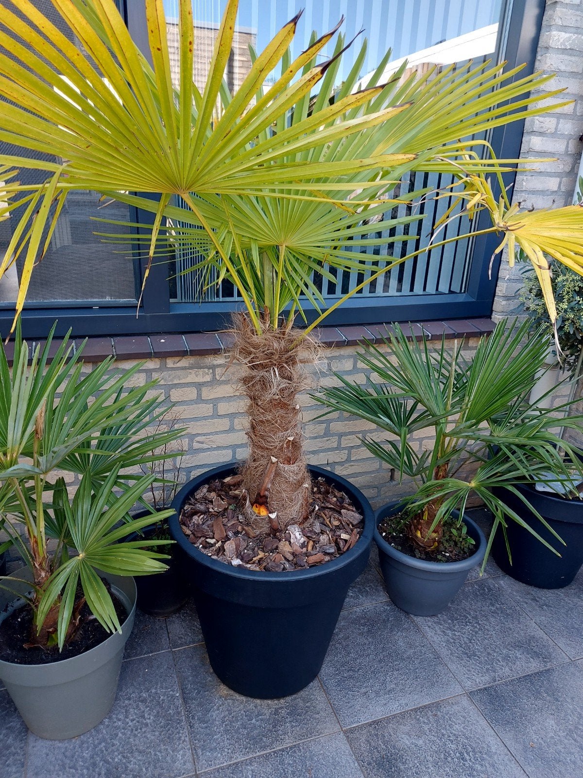 Trachycarpus Fortunei Palm - Winterharde Palmboom incl pot, Ophalen, Bloeit niet, Overige soorten, Volle zon