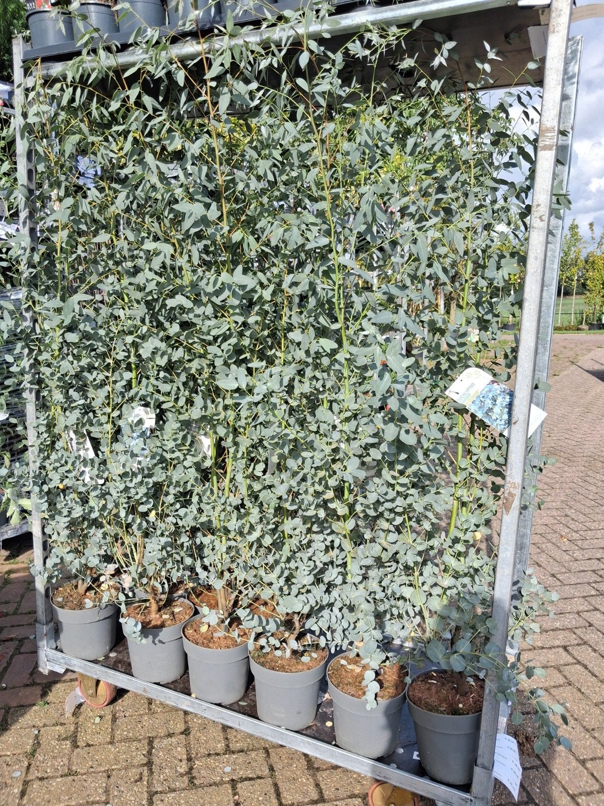 Eucalyptus Gunnii 'Silverana' - Winterharde Eucalyptus, Ophalen of Verzenden, Struik, 100 tot 250 cm
