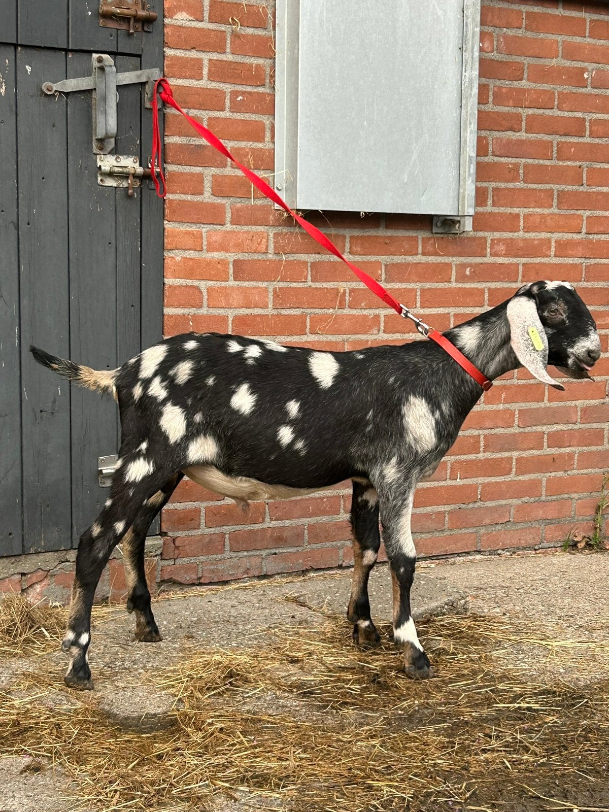 Anglo Nubische, Wit en Toggenburger jonge fok bokken dekrijp, Mannelijk, Geit, 0 tot 2 jaar
