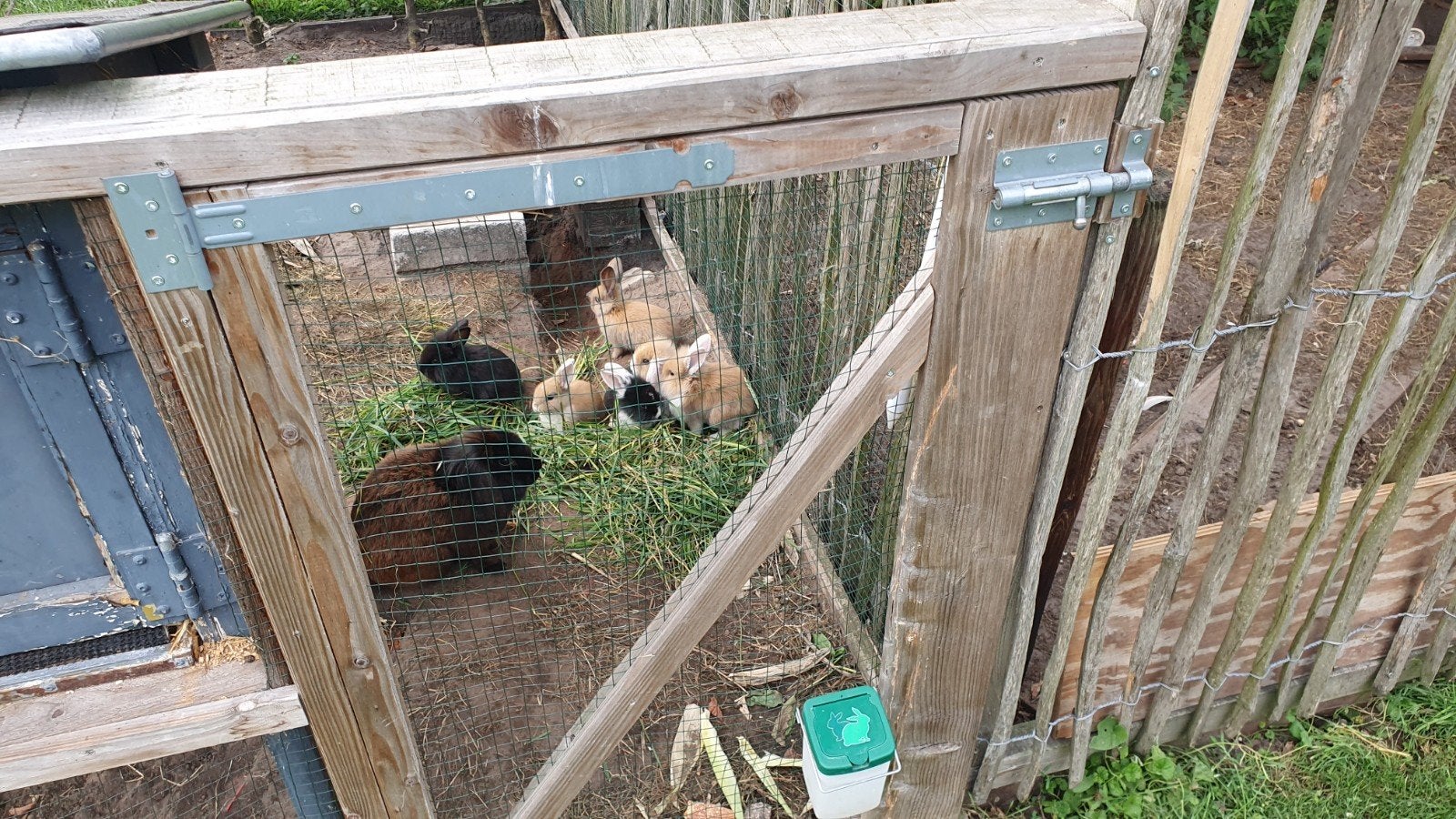 jonge konijnen, Dieren en Toebehoren, Konijnen, Meerdere dieren, Middelgroot, 0 tot 2 jaar