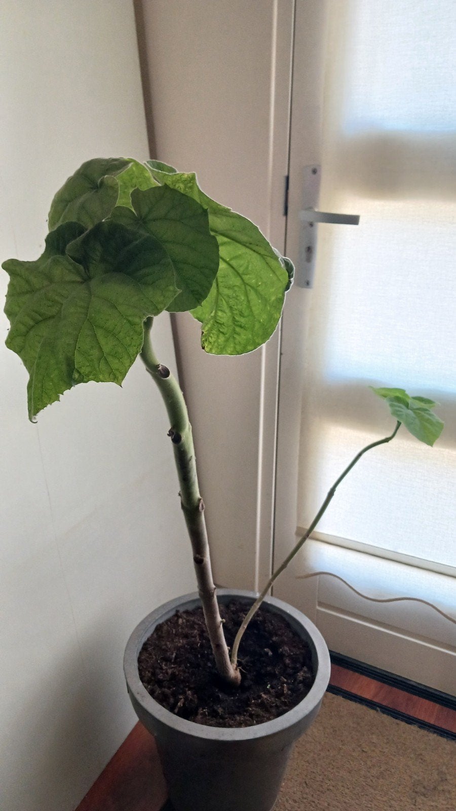 Anna Paulownaboom / Keizersboom (Paulownia tomentosa) – 118, Tuin en Terras, Planten | Bomen, Ophalen, Volle zon, Overige soorten
