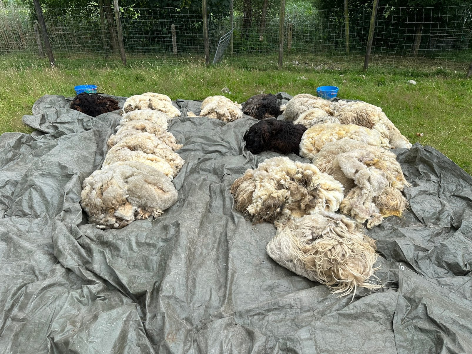 Drentse heide schaap vachten, Vrouwelijk, Schaap
