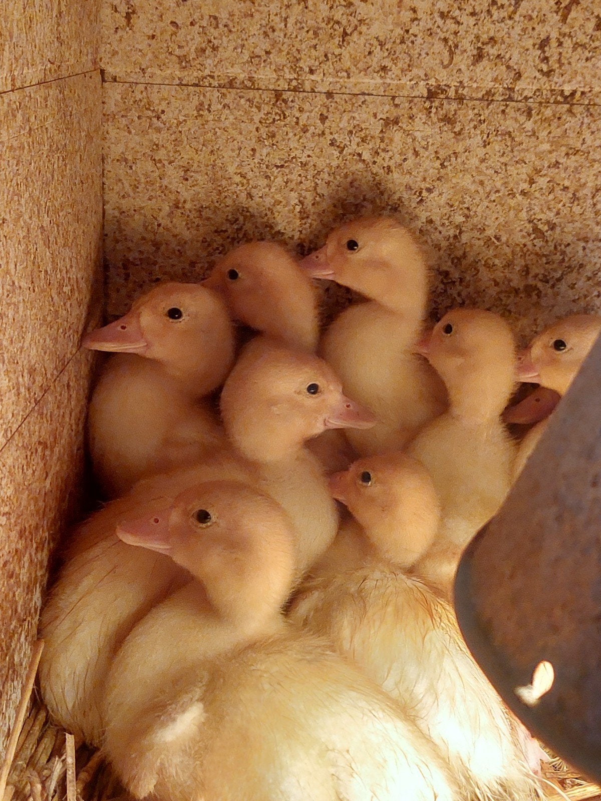 Witte kwaker kuikens, Dieren en Toebehoren, Pluimvee, Geslacht onbekend, Eend