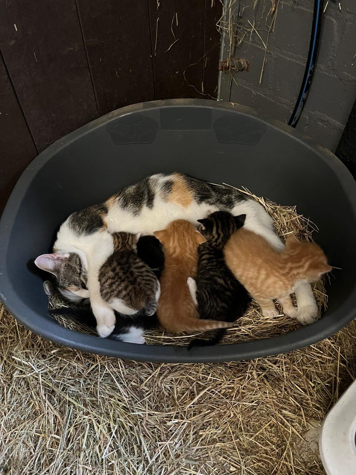 Boerderij kittens, Dieren en Toebehoren, Meerdere dieren