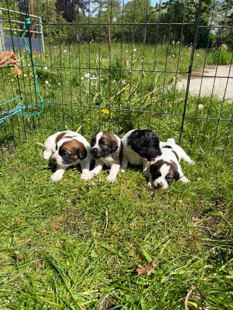 Friese Stabij x Cocker Spaniël puppy’s., 8 tot 15 weken, Meerdere, Meerdere dieren, Middel