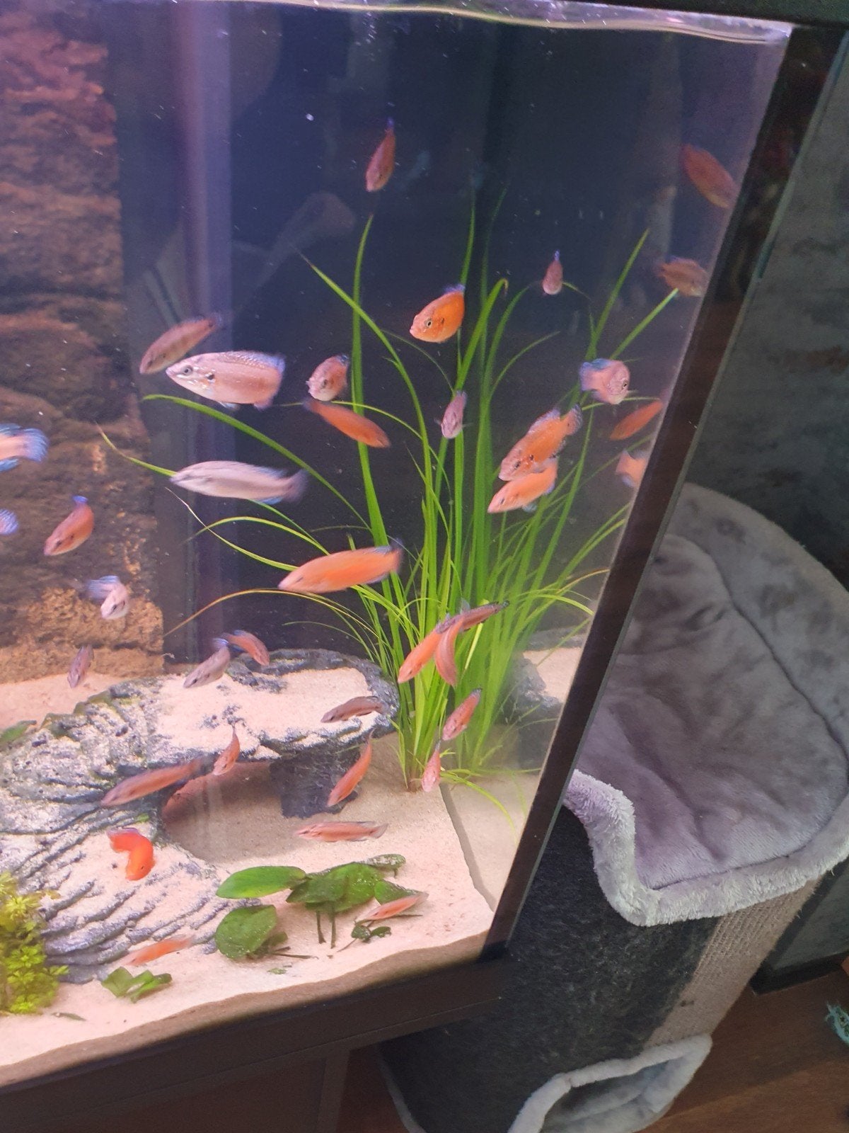 jonge hemichromis exul/chiclide, Vis