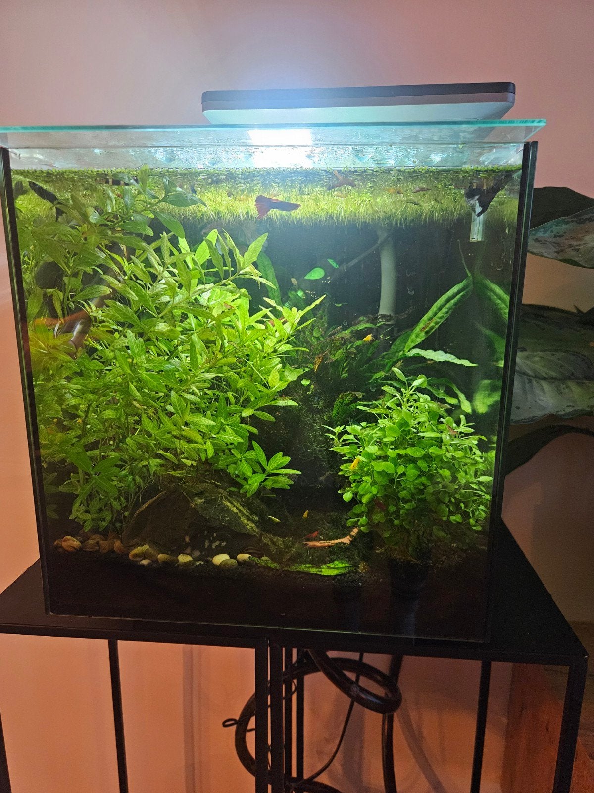 Superfish Qubiq 30 pro aquarium, Ophalen, Inclusief toebehoren, Superfish, Gevuld zoetwateraquarium