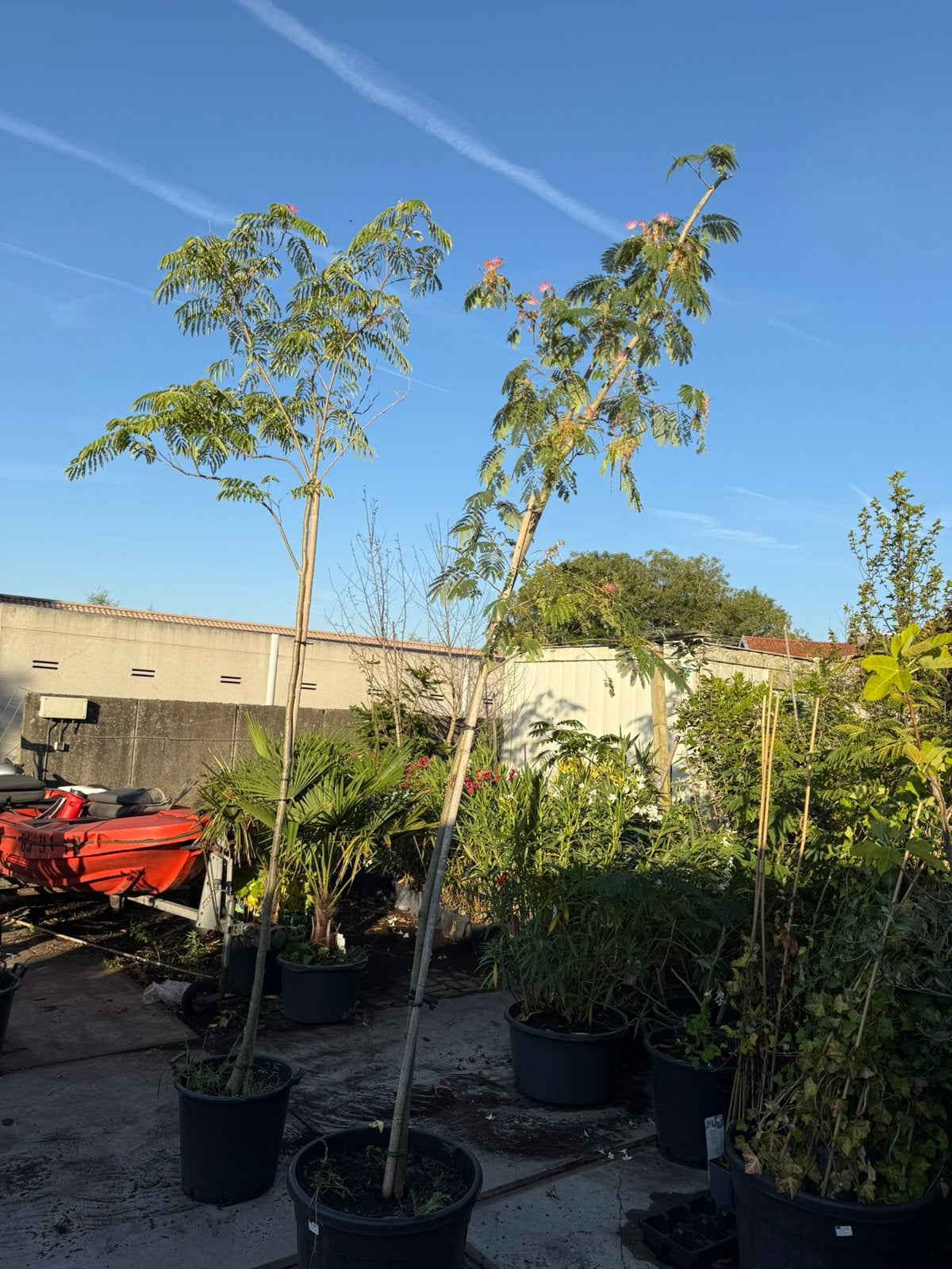 Slaapbomen hoog stam grote kuip pot gekweekt prijs 98,50, Ophalen of Verzenden