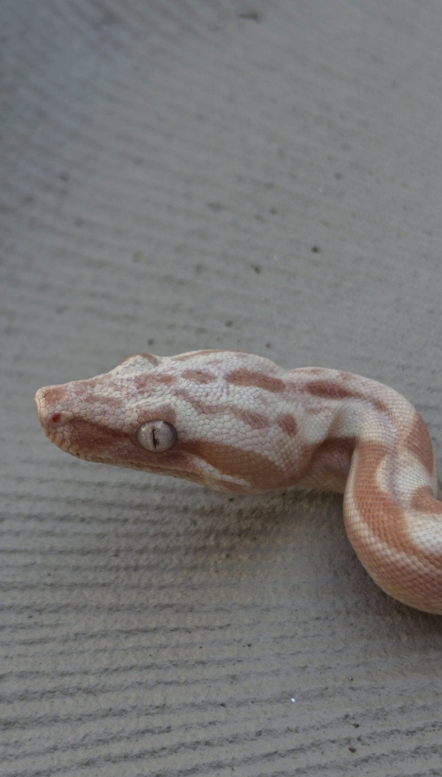 Boa Constrictor boa Morphs Vpi Super Hypo Crysal Fire Aztec Boa Constrictor - female for sale from de Wild