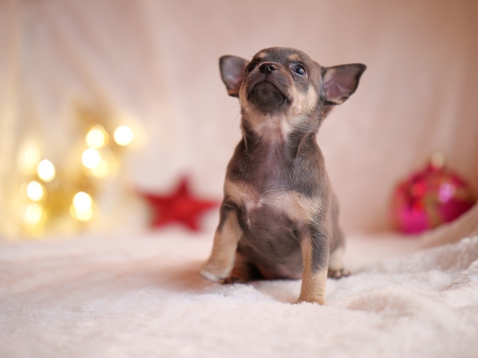Prachtig Blue Tan teefje pup puppy 7 weken, 8 tot 15 weken, Teef, Meerdere, Chihuahua