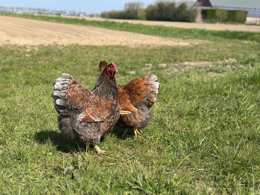 Jonge tamme Wyandotte kippen gesekst en ingeënt, Vrouwelijk, Kip