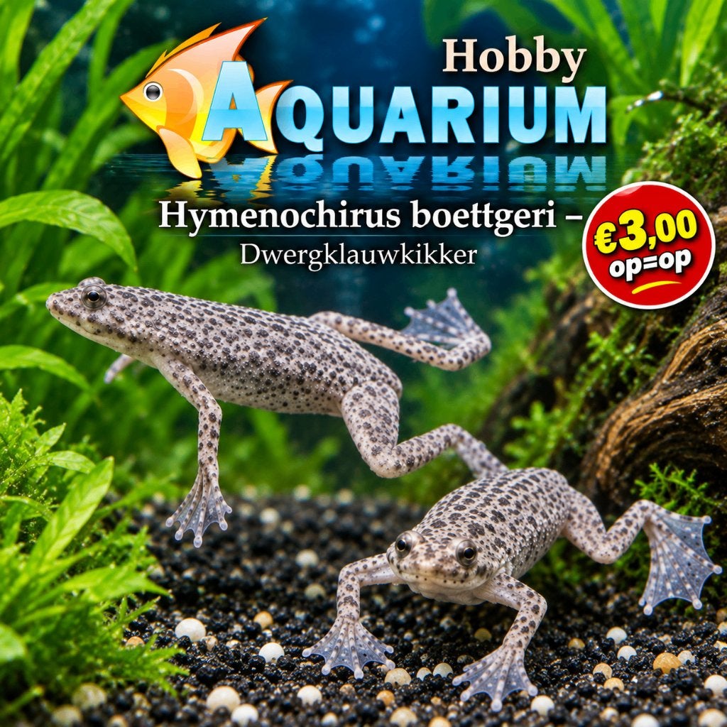 Hobbyaquarium   Hymenochirus boettgeri – Dwergklauwkikker, Overige typen, Zoetwatervis