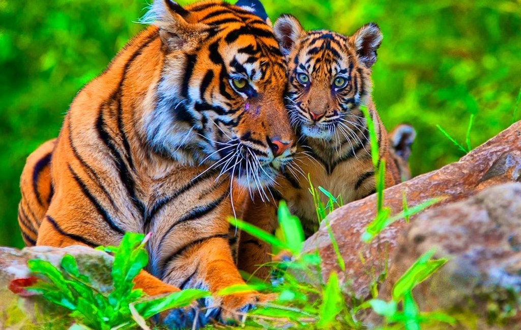 Koninklijke Burger Zoo 2026 - Tickets - KORTING!, Twee personen, Ticket of Toegangskaart