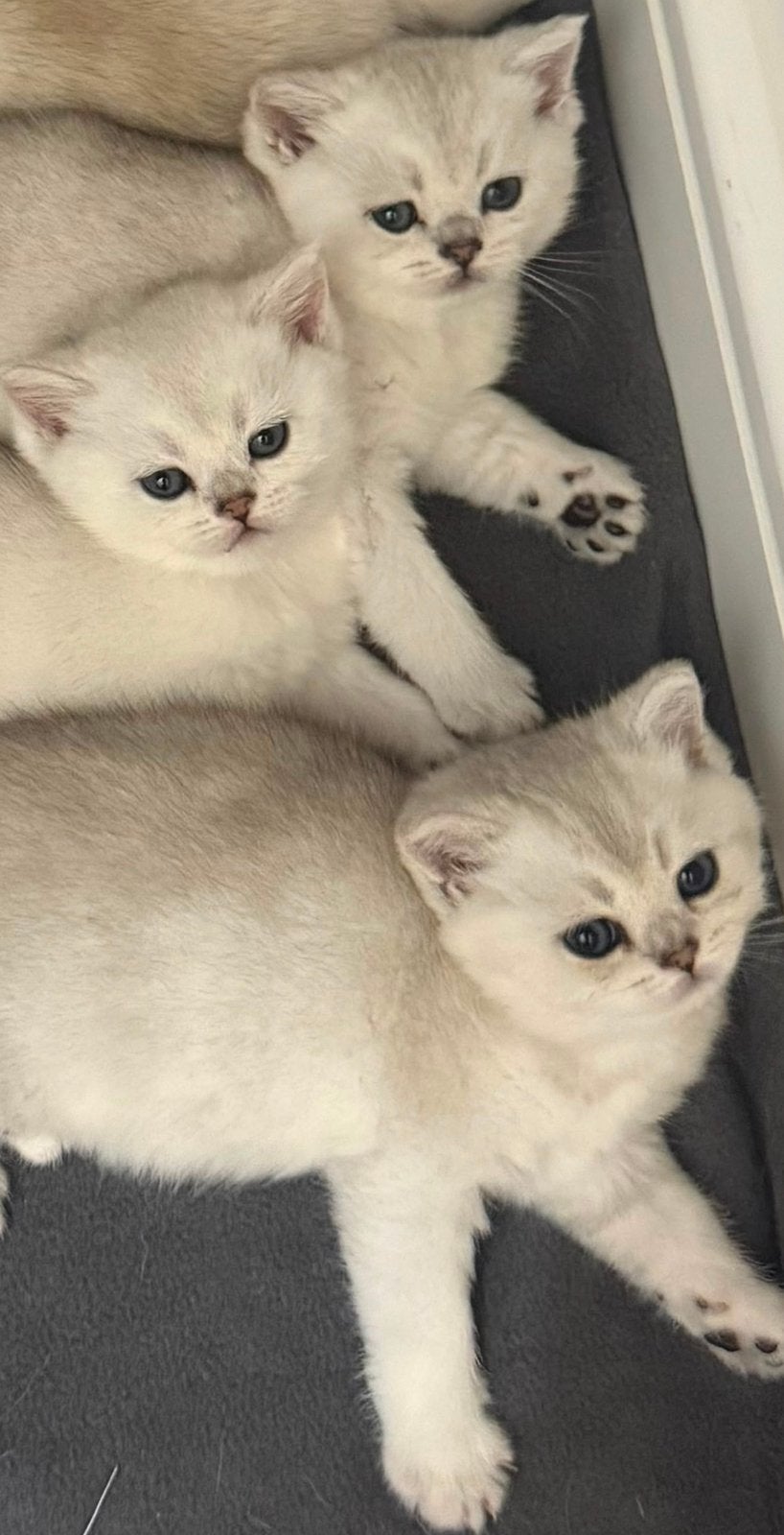 Britse korthaar Zilveren Chinchilla Kittens, Poes