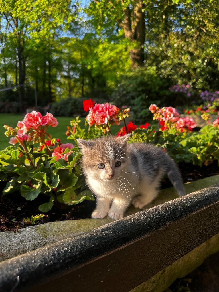 Boerderijkittens, Dieren en Toebehoren, Katten en Kittens | Overige Katten, Meerdere dieren, Kortharig, 0 tot 2 jaar