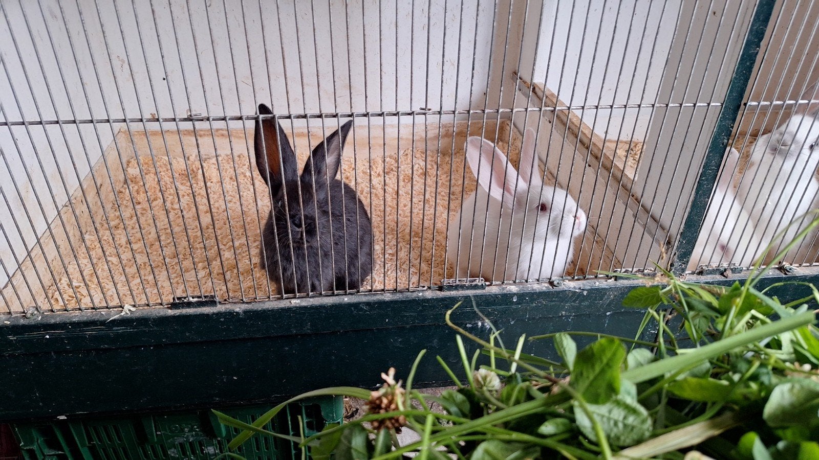 Kruising lotharinger/Vlaamse reus., Dieren en Toebehoren, Meerdere dieren
