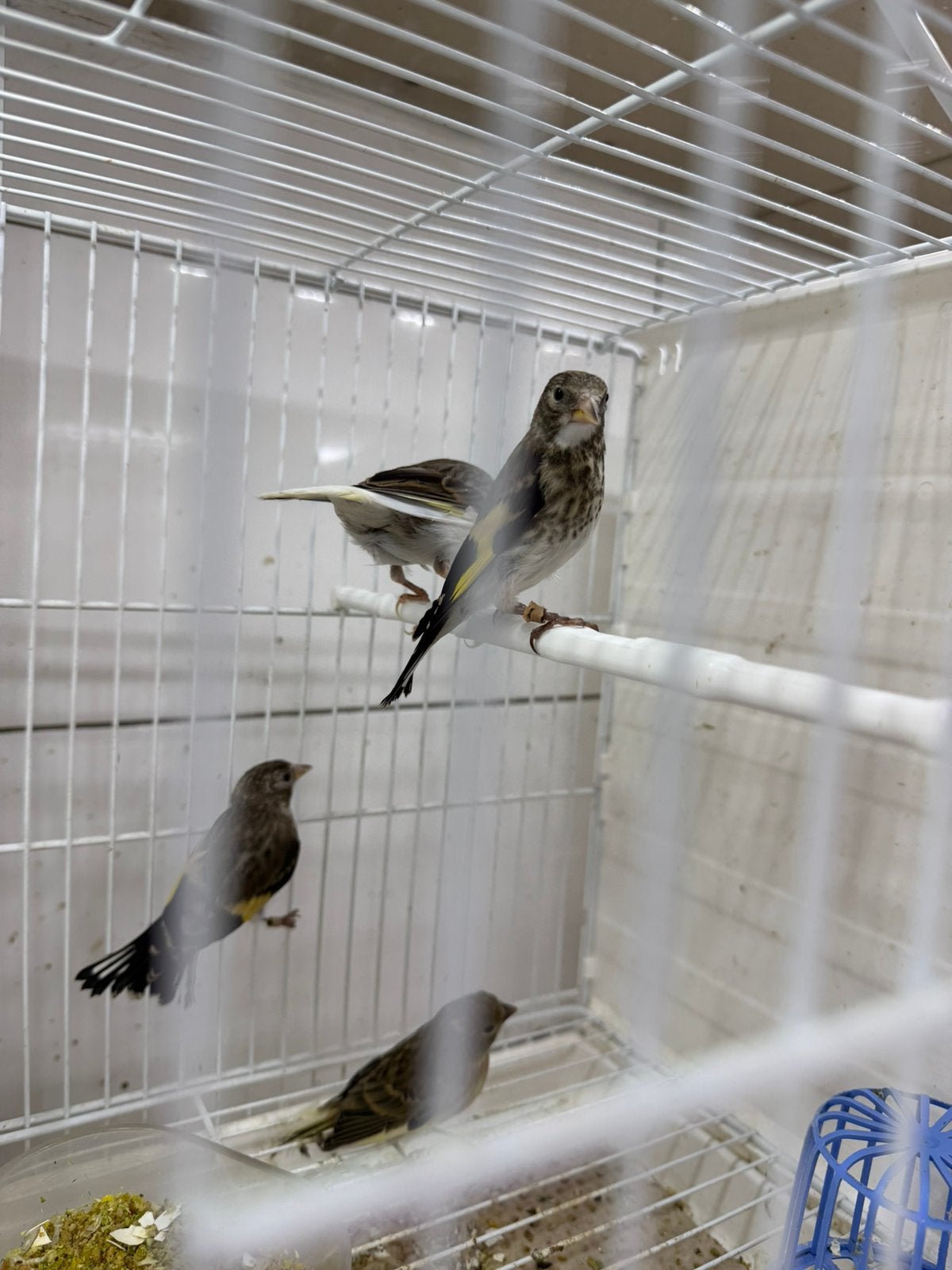 Parva putter, Dieren en Toebehoren, Vogels | Overige Vogels, Mannelijk, Wildzangvogel, Geringd