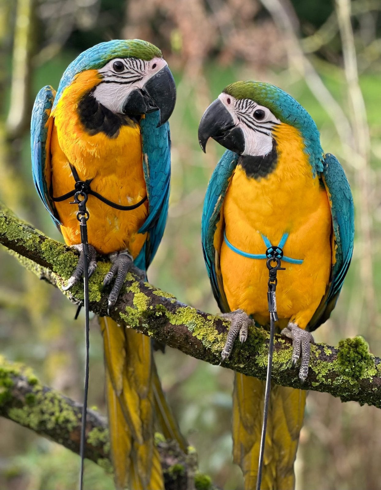 2 super lieve ara’s, Dieren en Toebehoren, Vogels | Parkieten en Papegaaien, Meerdere dieren, Papegaai, Pratend