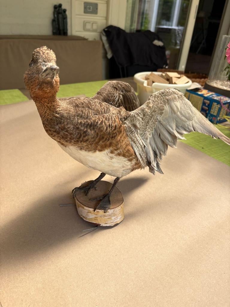 smient vrouwtje opvliegend, Verzamelen, Dierenverzamelingen, Ophalen of Verzenden, Gebruikt, Vogel, Opgezet dier