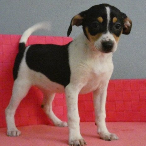 GEZOCHT: hondje op leeftijd voor een baasje op leeftijd, 6 jaar of ouder, Geslacht onbekend, Eén hond, Nederland