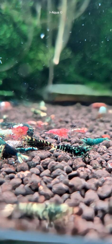 Foto 13 van Skittles caridina garnalen bezorging mix 10+5 gratis!