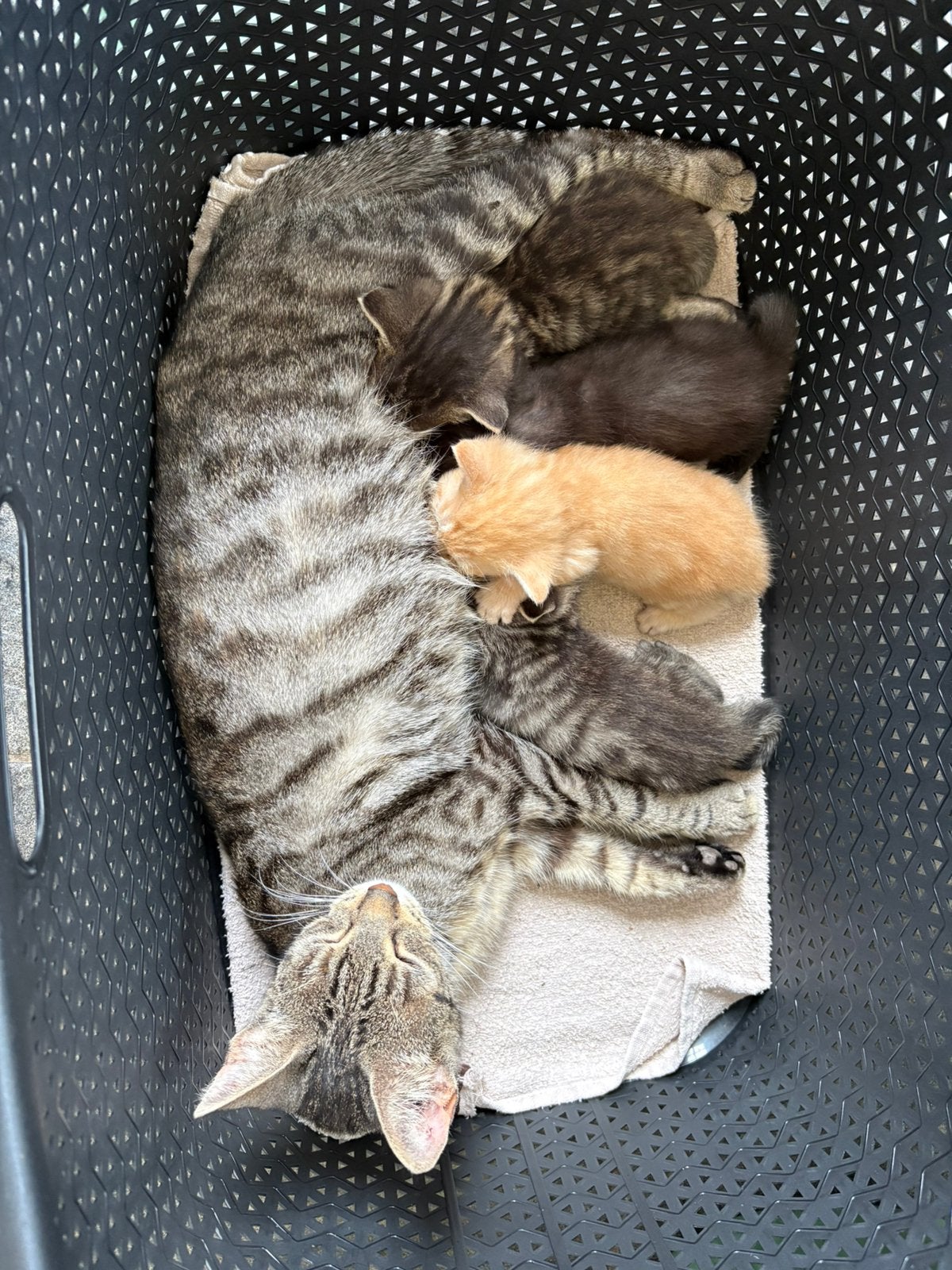 Kittens, Meerdere dieren