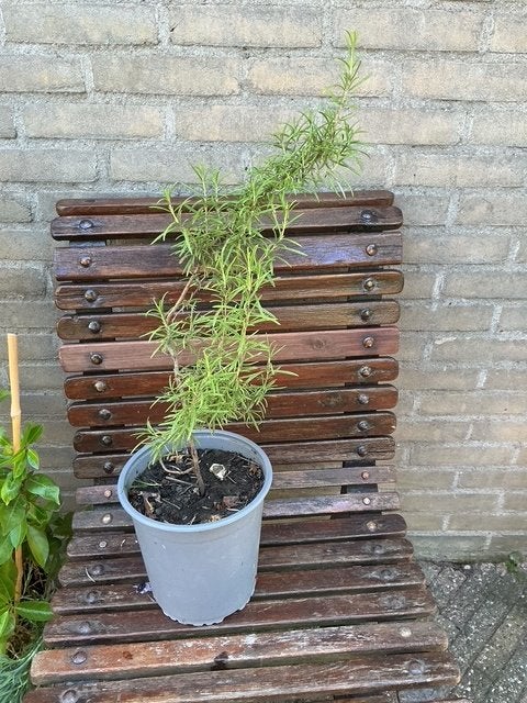 Venkel en Rozemarijn, lekkere kruiden, Tuin en Terras, Planten | Tuinplanten, Volle zon, Vaste plant, Zomer, Ophalen