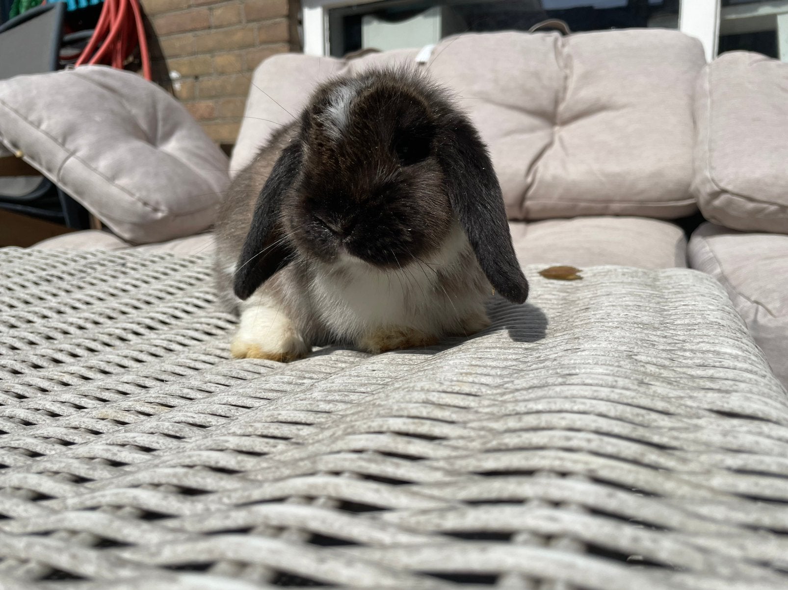 Hele lieve rammetjes te koop, Dieren en Toebehoren, Konijnen, Mannelijk, Dwerg