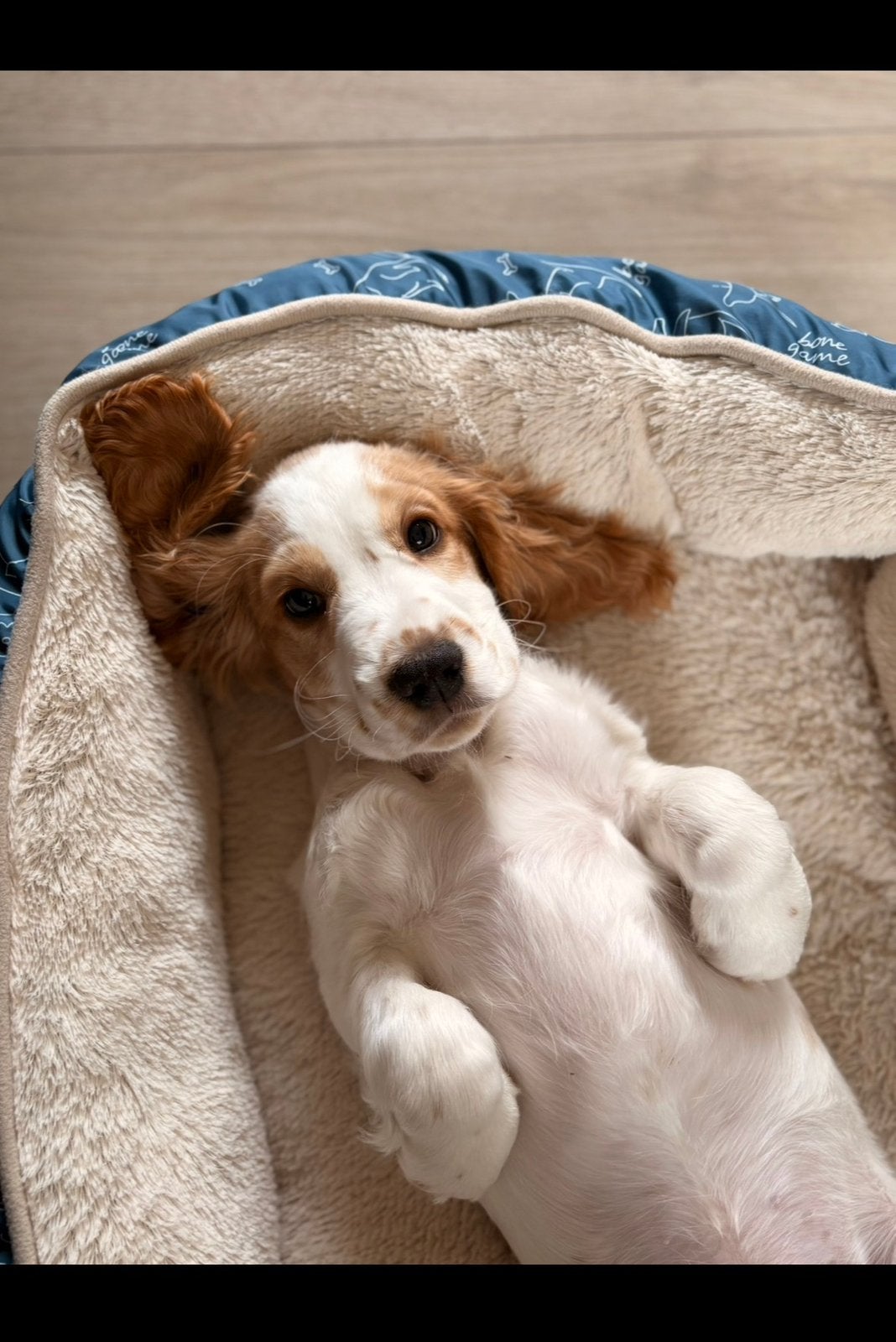 Cocker spaniel 9 maand, 15 weken tot 1 jaar, Reu, Parvo, Eén hond