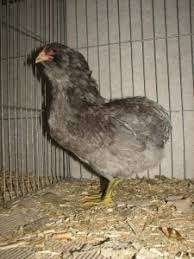 Araucana kippen, Vrouwelijk, Kip