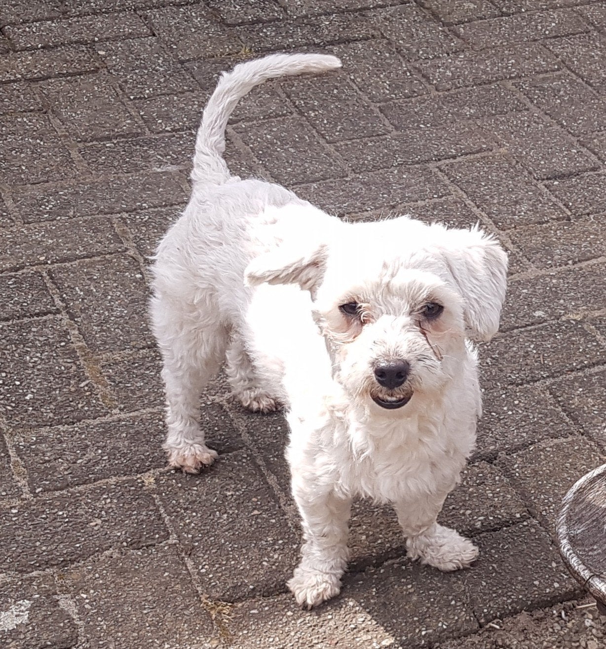Maltezer dekreutje. Rasecht. Ter dekking, Parvo, Reu, Eén hond, 3 tot 5 jaar
