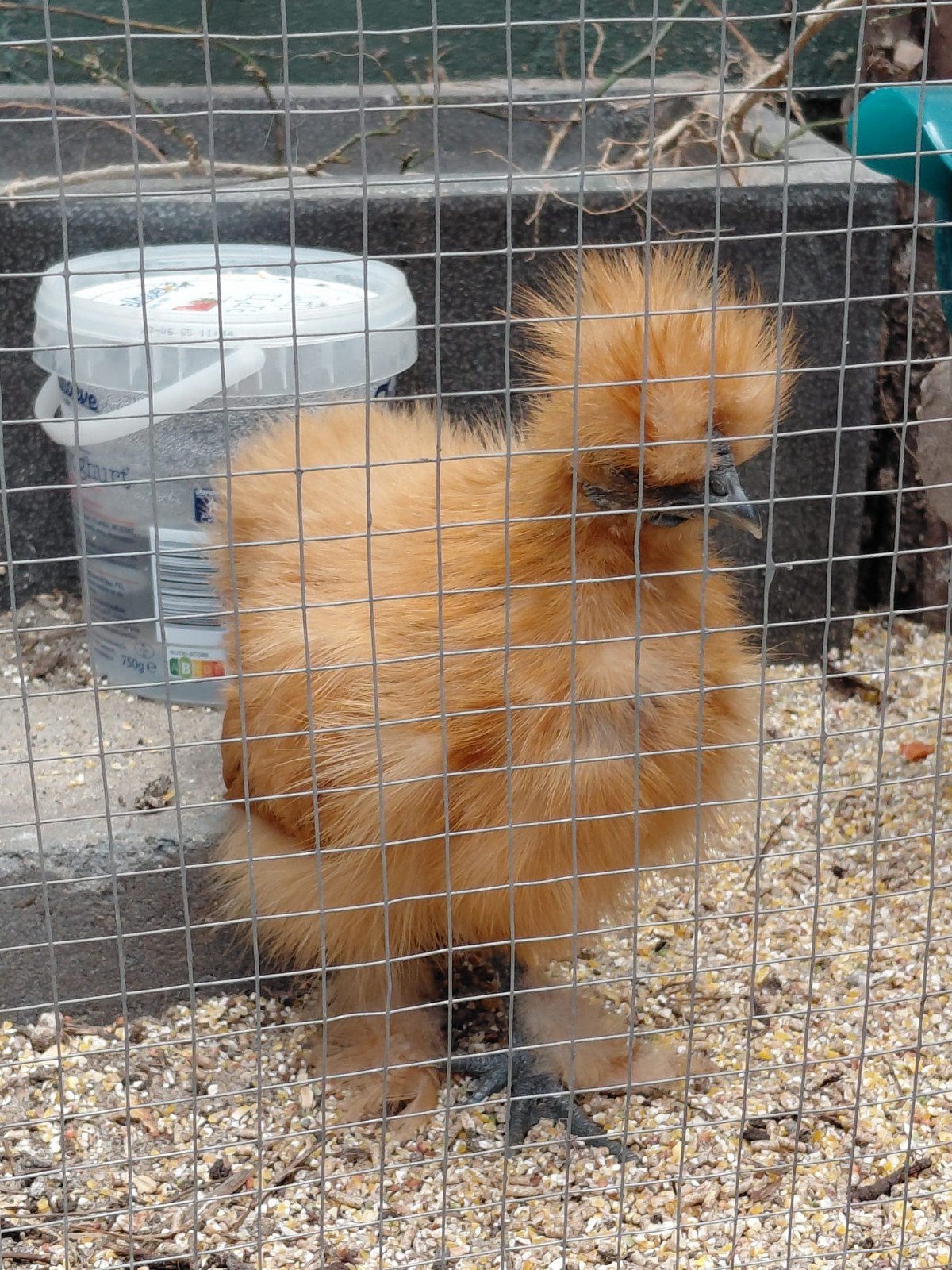 huisje gezocht voor hen en haan, Dieren en Toebehoren, Pluimvee, Meerdere dieren, Kip