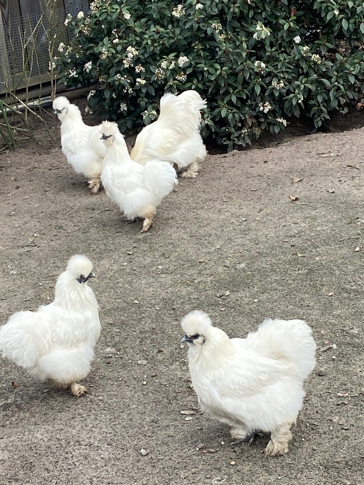 Pluimvee, Dieren en Toebehoren, Ophalen of Verzenden, Drinken en Voederen