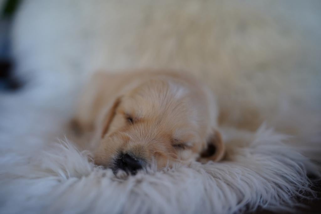 Golden retriever pups, Nederland, 8 tot 15 weken, Meerdere, Meerdere dieren