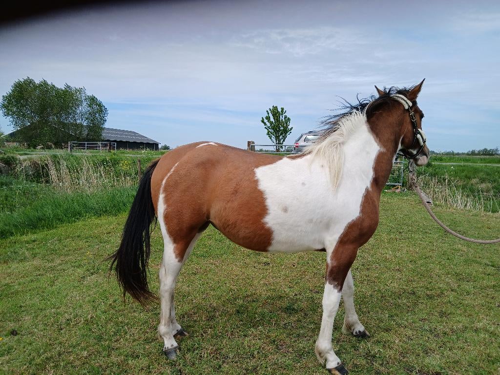 2 jarige merries van de PRE hengst Deseado, Dieren en Toebehoren, 0 tot 2 jaar, Gechipt, Onbeleerd, Merrie