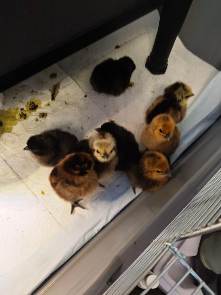 Dongxiang Lukedanji Kippen Kuiken, Dieren en Toebehoren, Geslacht onbekend, Kip