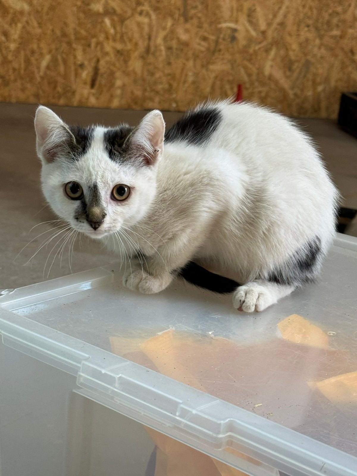 Boerderij kittens, Poes, 0 tot 2 jaar