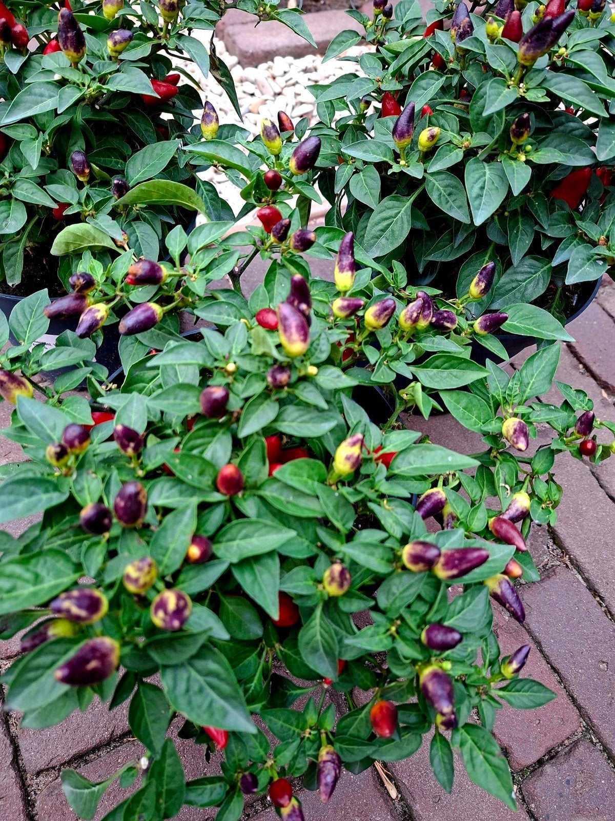 3 rode peperplanten..vol pepers !!, Tuin en Terras, Ophalen, Eenjarig, Groenteplanten, Volle zon