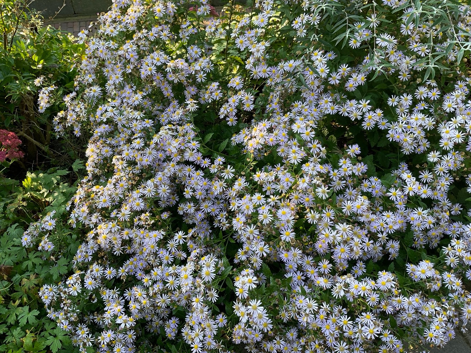 Aster 'Little Carlow' - Vaste plant met overvloedige bloei, Overige soorten, Volle zon, Vaste plant, Ophalen of Verzenden