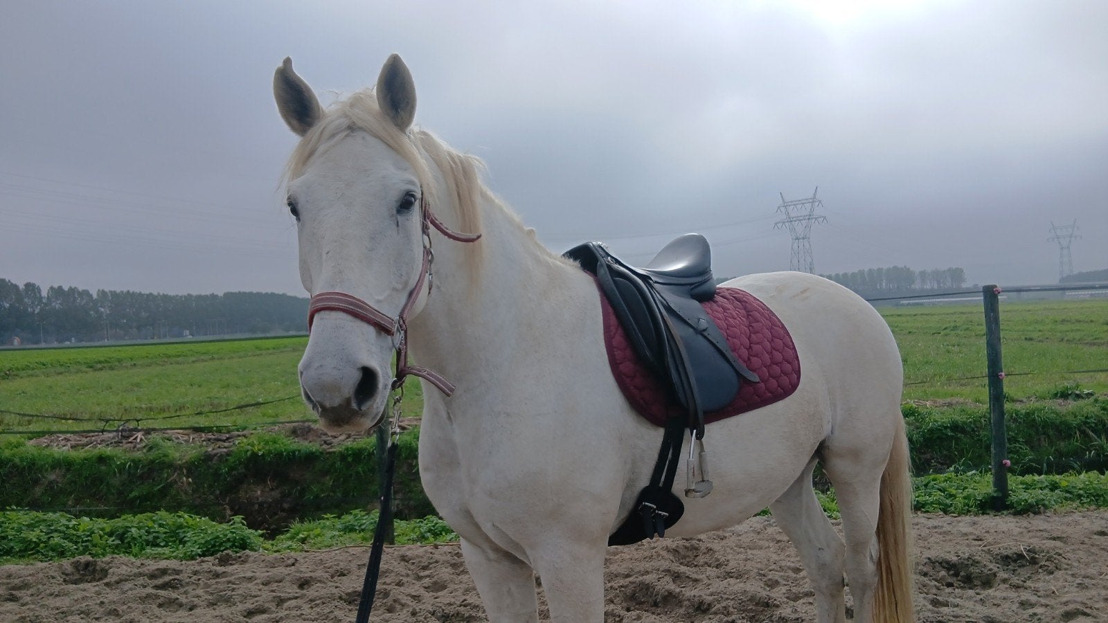 9jarige spaanse ruin, Dieren en Toebehoren, Merrie, E pony (1.48m - 1.57m), 0 tot 2 jaar