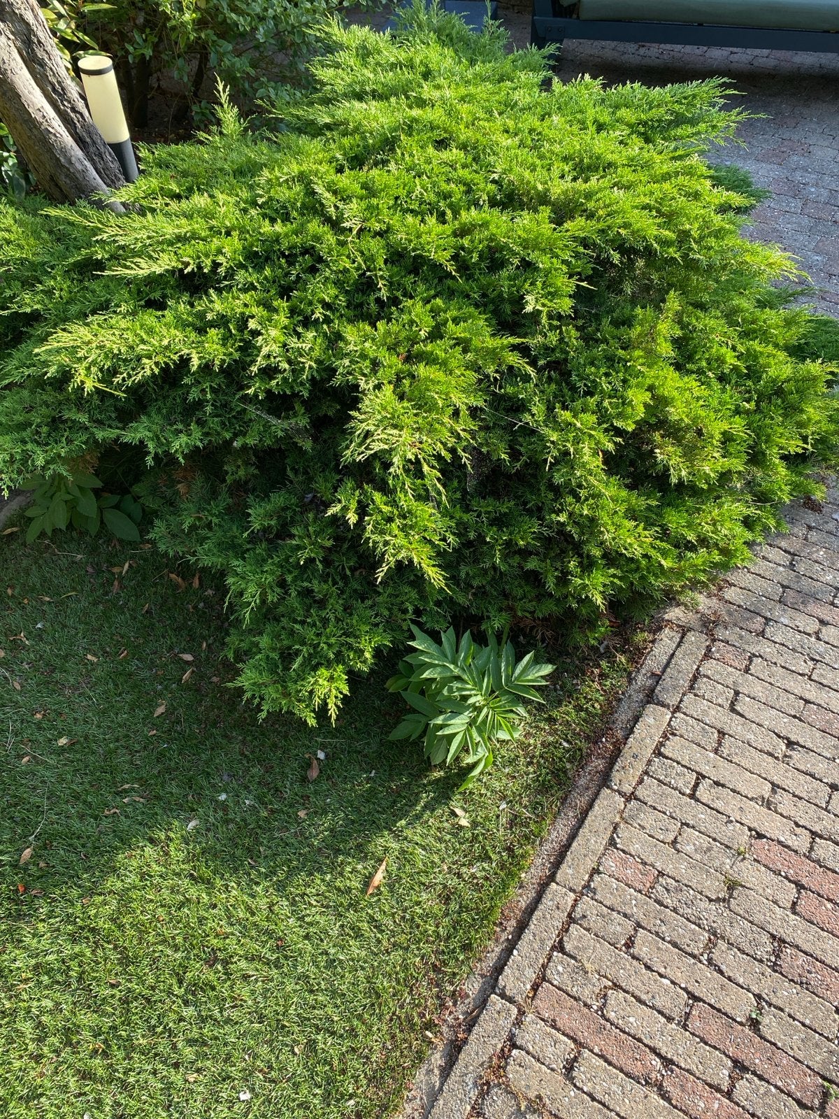 Groenblijvende Bodembedekker - Jeneverbes (Juniperus), Ophalen, Bodembedekkers, Volle zon, Vaste plant