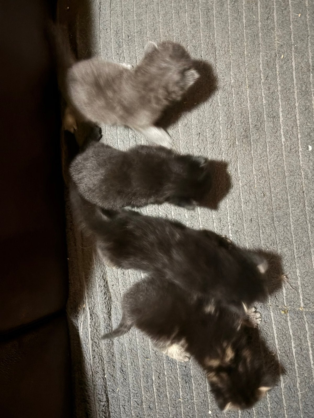 Kittens 4 stuks, Dieren en Toebehoren, Katten en Kittens | Raskatten | Korthaar, Meerdere dieren