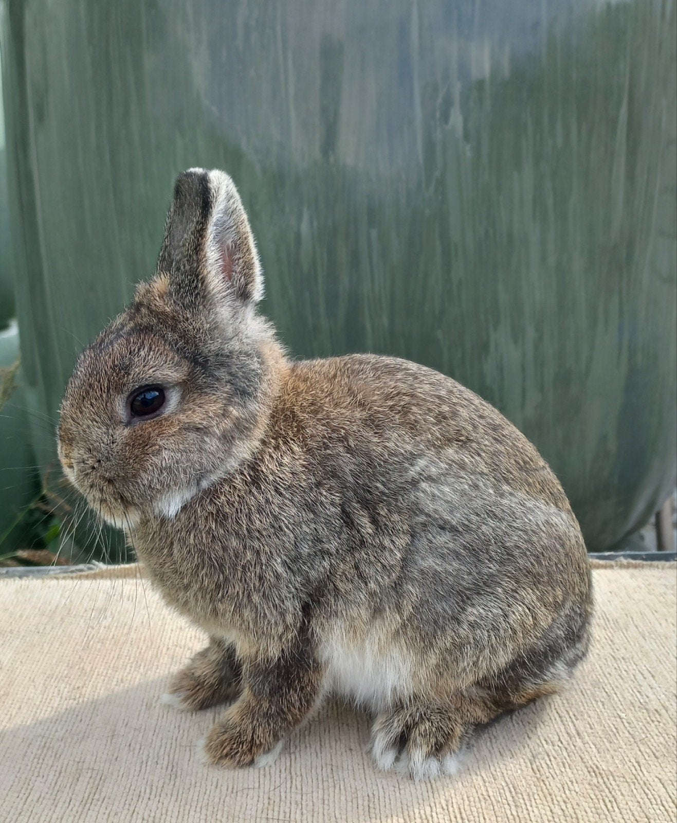 kleurdwerg, Dieren en Toebehoren, Mannelijk, Dwerg, 0 tot 2 jaar