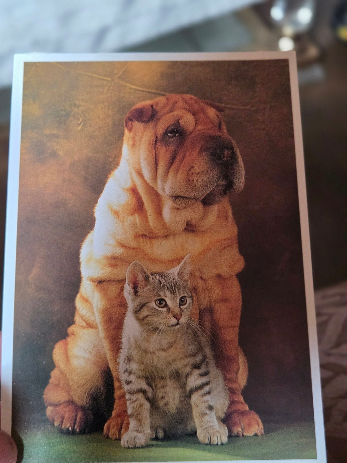 Ansichtkaart Shar-Pei hond en kitten, Ophalen of Verzenden, Ongelopen
