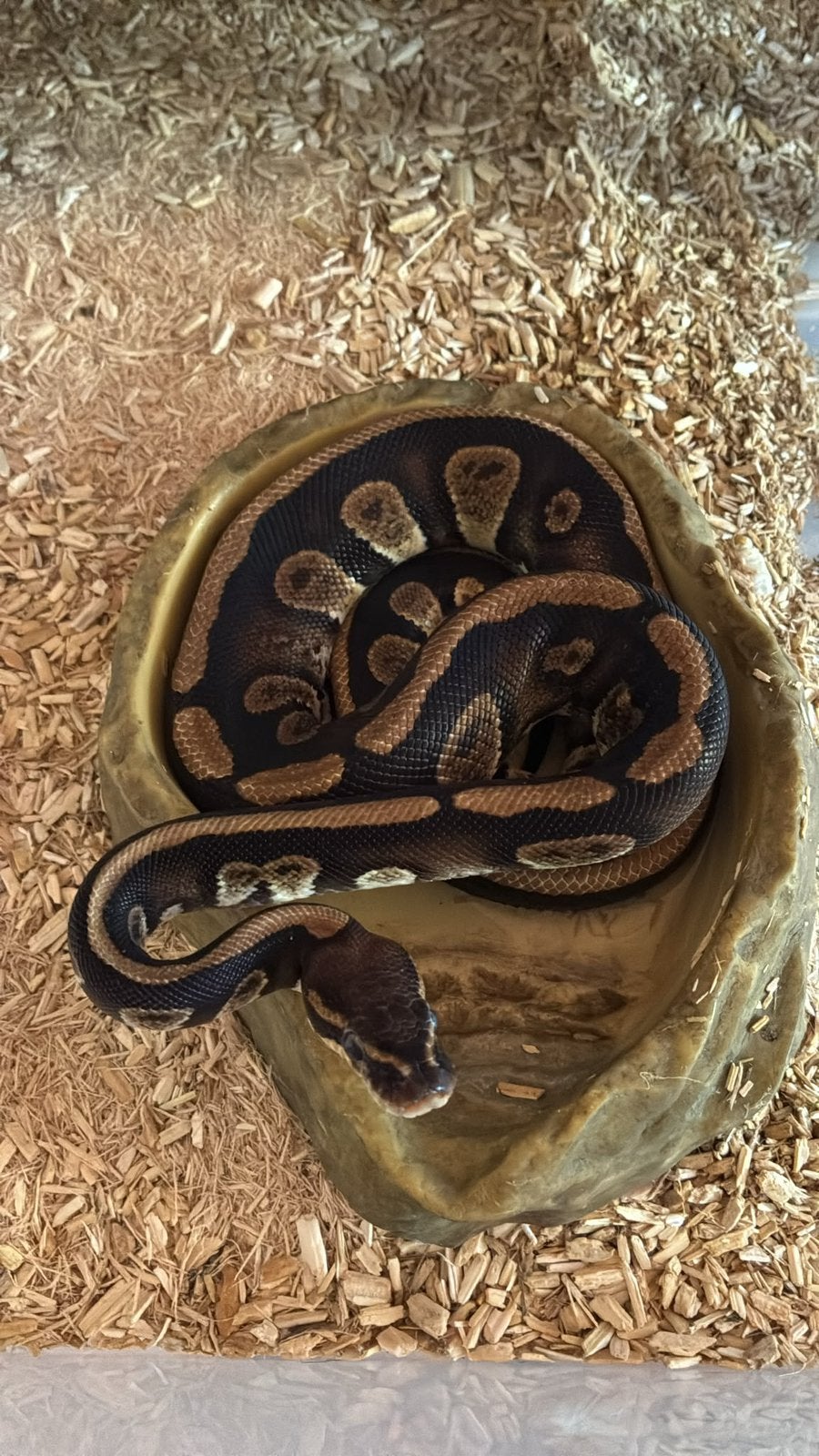 Ballpython (koningspython) Ball Python - unknown for sale from manouk van Oeveren