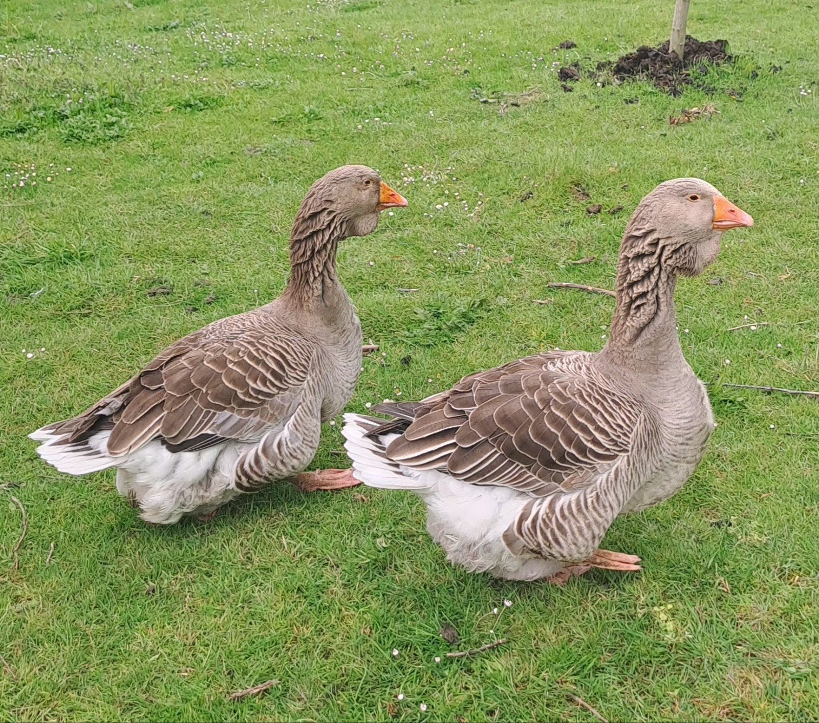 toulouse de whlap ganzen 125 per koppel, Dieren en Toebehoren, Pluimvee, Meerdere dieren, Gans of Zwaan