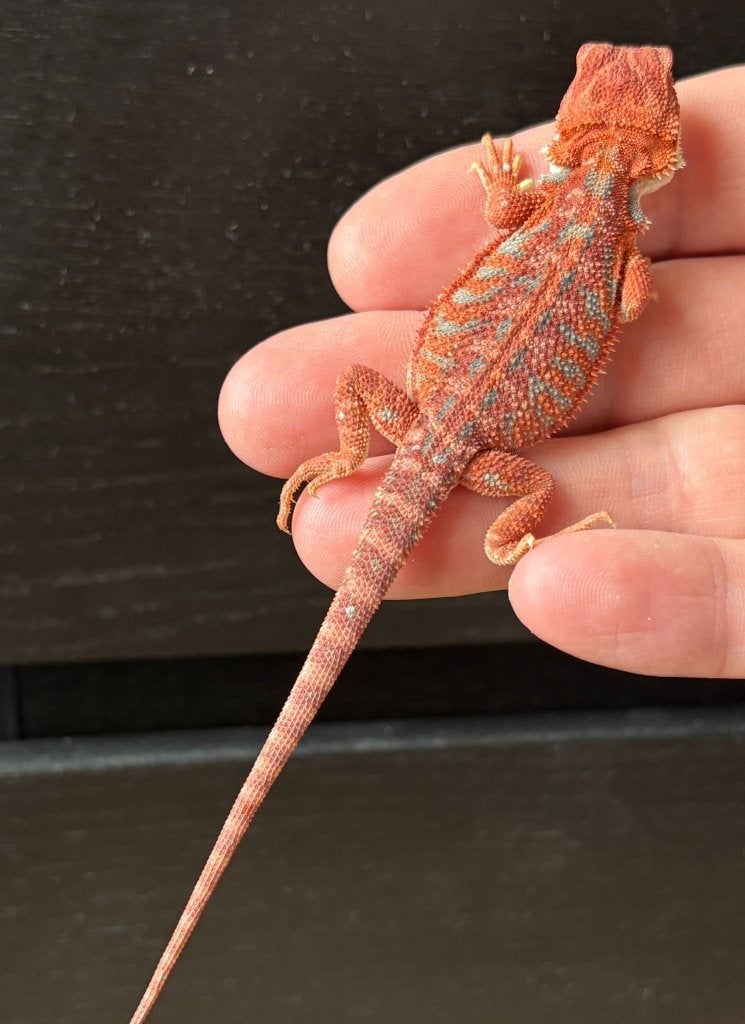 Baardagaam Bearded Dragon - unknown for sale from DutchScaleHouse