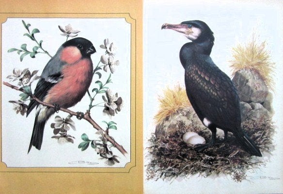 9 vogelplaatjes uit 1975 - Vogels plaatjes vogel, Ophalen of Verzenden, Meerdere plaatjes